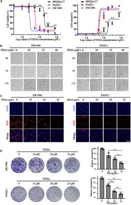 TEOA Promotes Autophagic Cell Death via ROS-Mediated Inhibition of mTOR/p70S6k Signaling Pathway in Pancreatic Cancer Cells